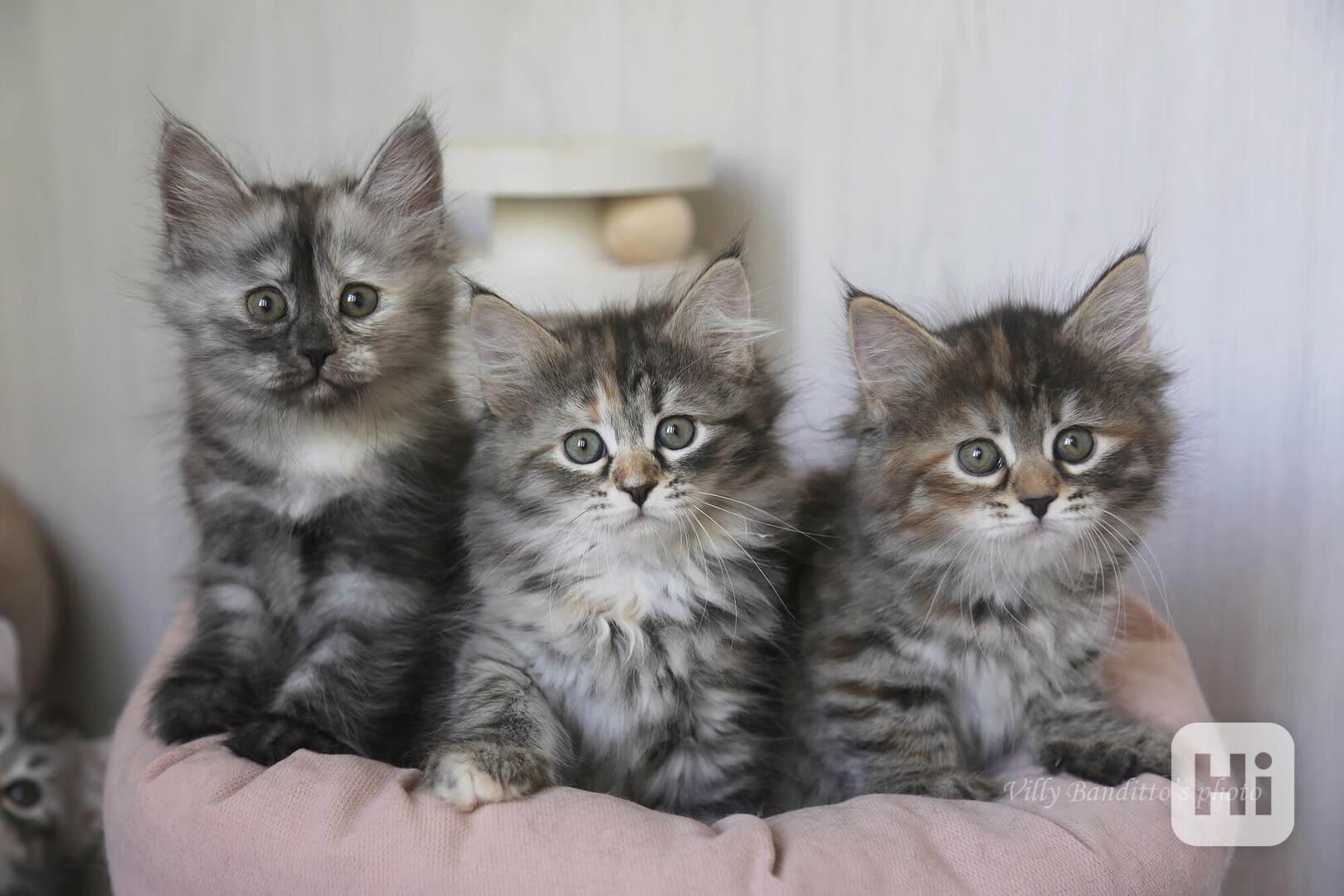 Nadýchaná sibiřská koťátka připravená na milující domov - foto 1