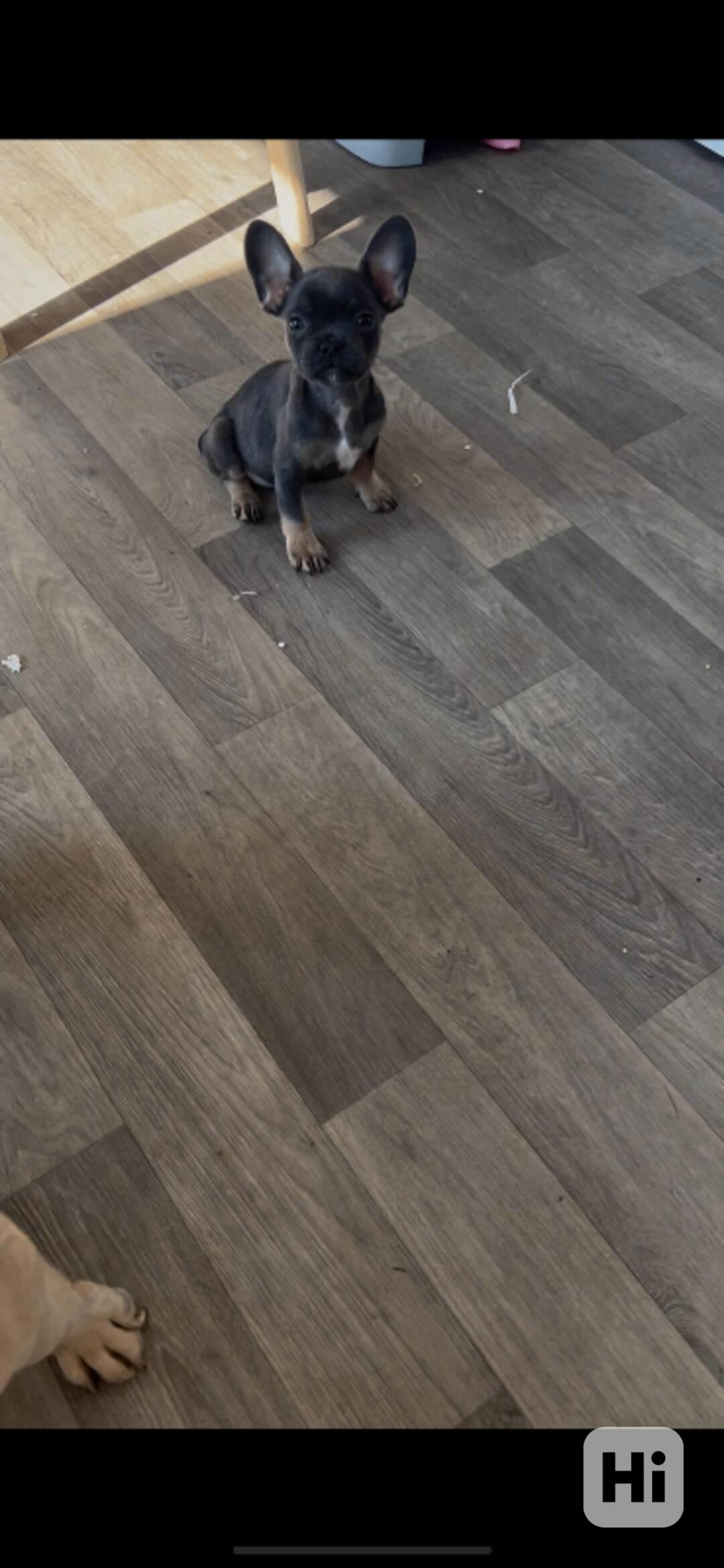 Registrovaní francouzští buldoci v Kc. - foto 1