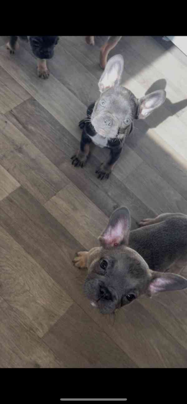 Registrovaní francouzští buldoci v Kc. - foto 3