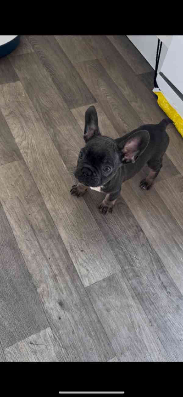 Registrovaní francouzští buldoci v Kc. - foto 2