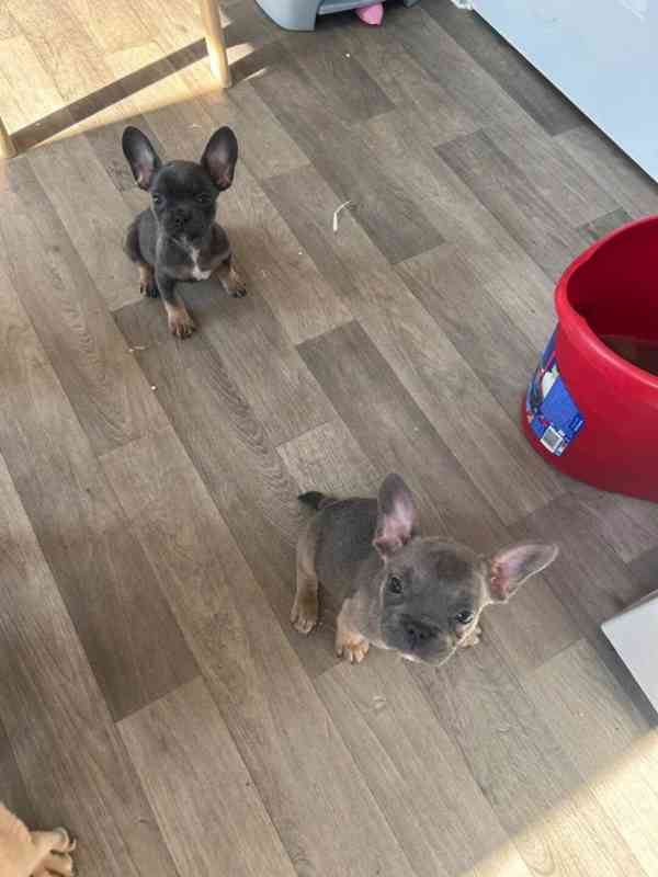 Registrovaní francouzští buldoci v Kc. - foto 4