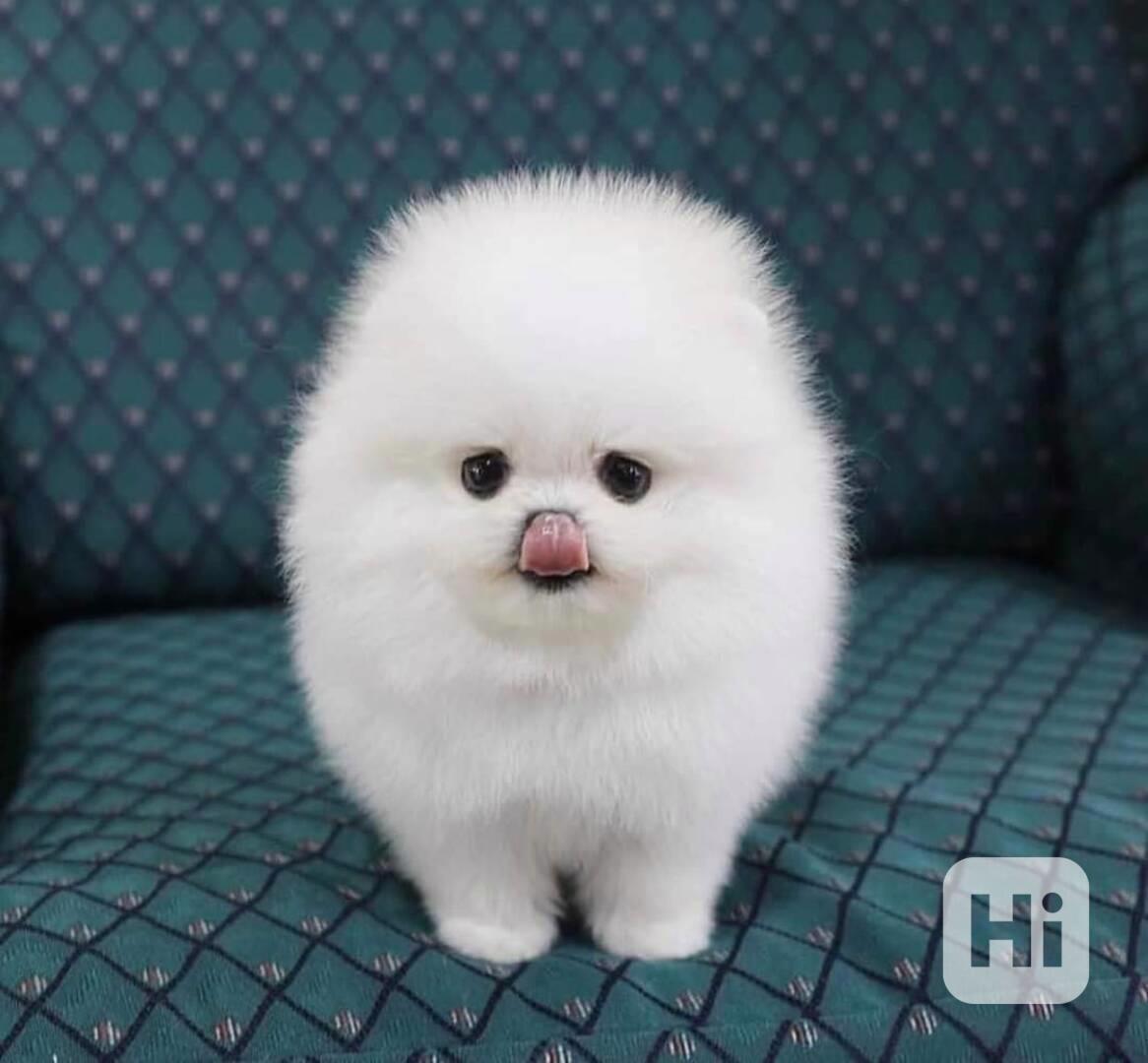 Hledáme milující domov pro rozkošná štěňátka pomeranianů! - foto 1