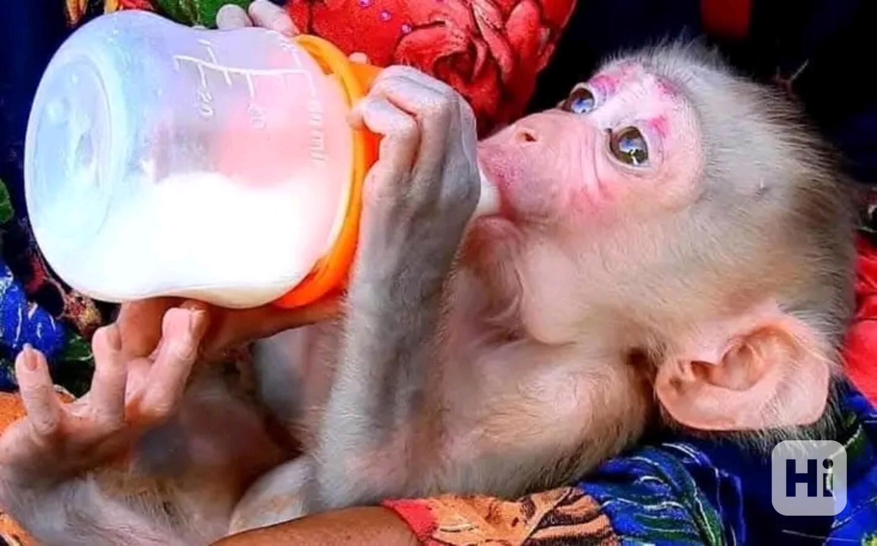  Inteligentní kapucínská milá miminka - foto 1