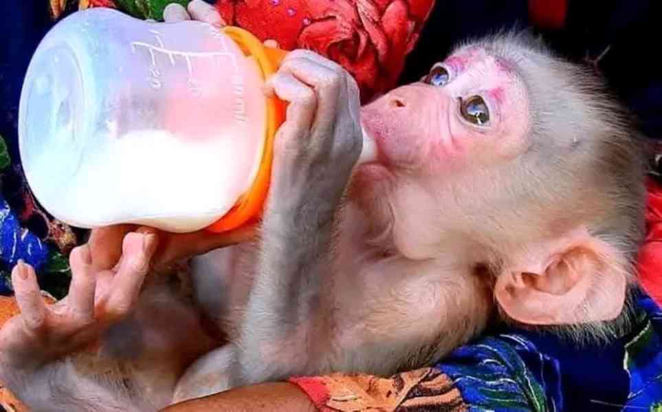  Inteligentní kapucínská milá miminka - foto 1