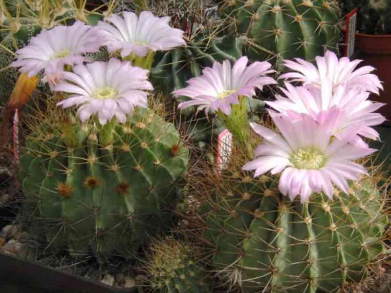  semena kaktus Acanthocalycium spiniflorum KP 240 - foto 1
