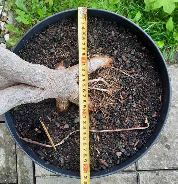 Dracéna 2,8m vč. květináče (průměr 32cm) - foto 2