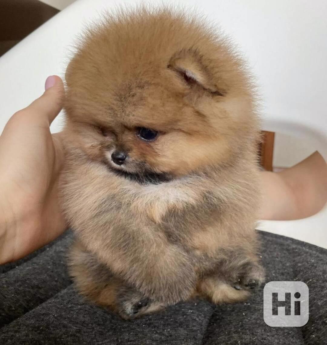 Milující štěňata Pomeranian Teacup - foto 1