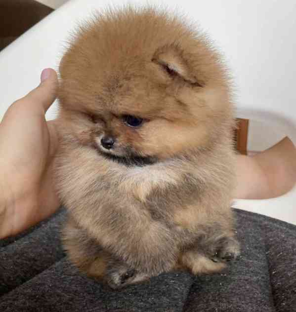 Milující štěňata Pomeranian Teacup - foto 1