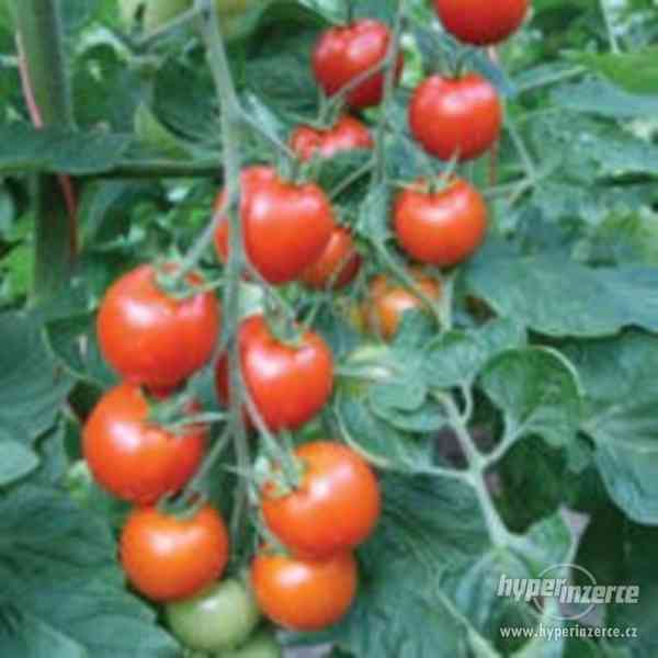 rajče Bejbíno F1 - semena - foto 1