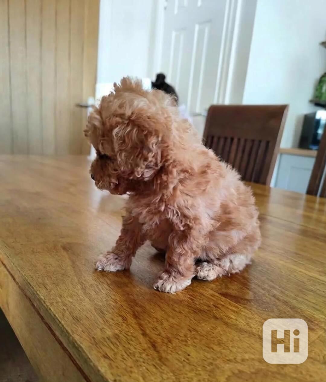 Štěňata toy pudla hledají nový domov - foto 1