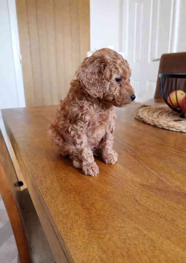 Štěňata toy pudla hledají nový domov - foto 2