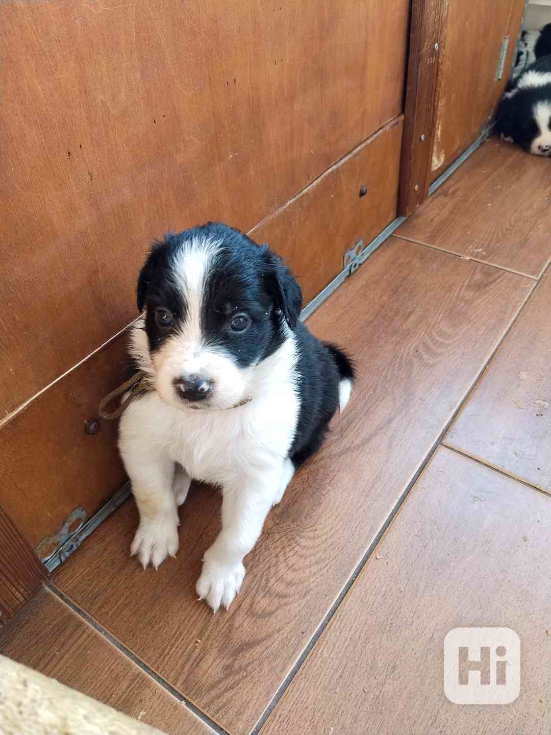 Štěně border kolie  - foto 1