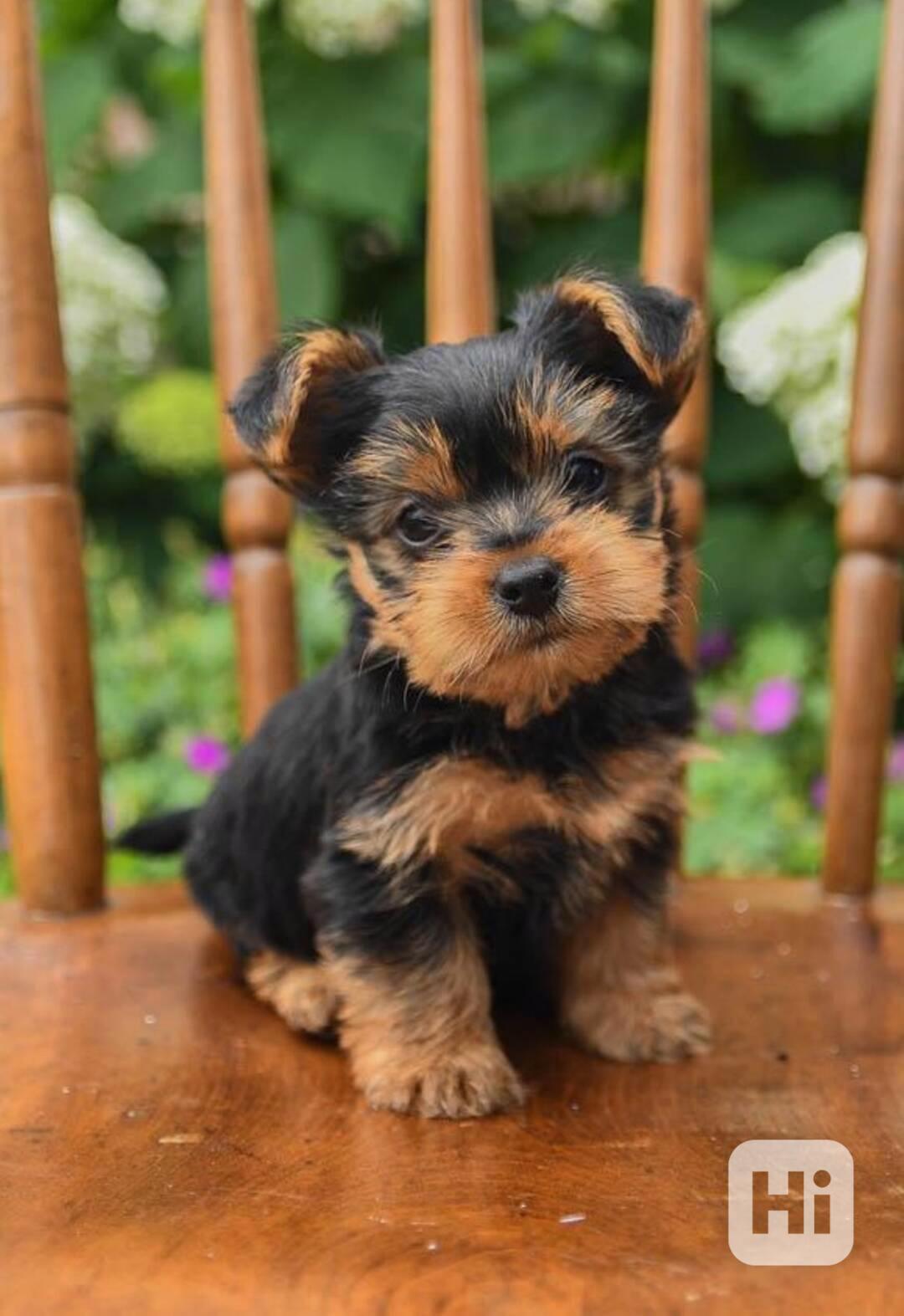 krásná jorků  štěňátka k adopci - foto 1