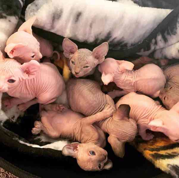 muži a samice sphynx koťata k dispozici - foto 2