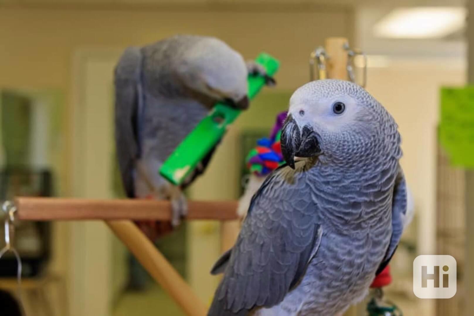 Zdraví papoušci šedí afričtí - foto 1