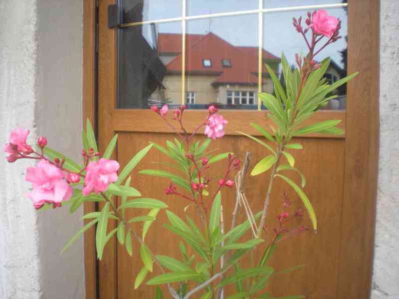 Oleandr růžový velkokvětý - foto 2