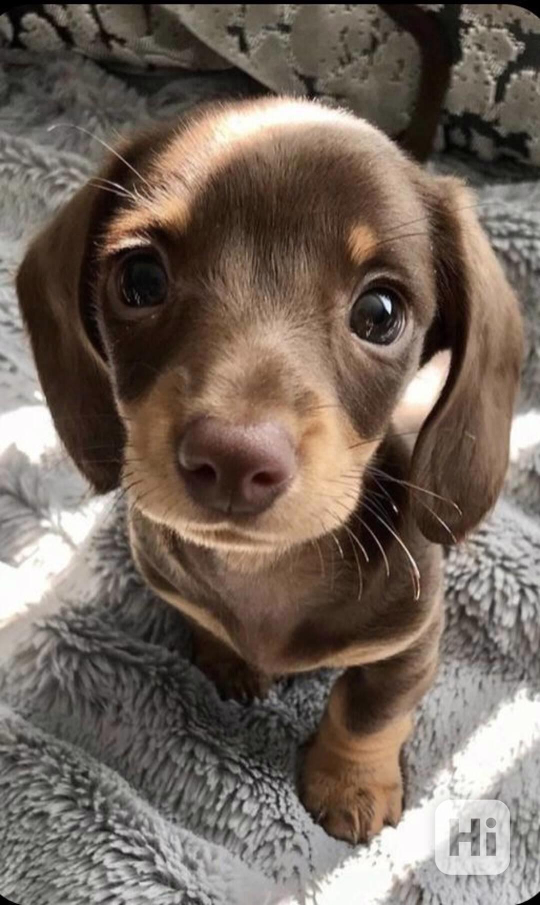 Celkem zdarma štěňata jezevčíka k adopci zdarma - foto 1