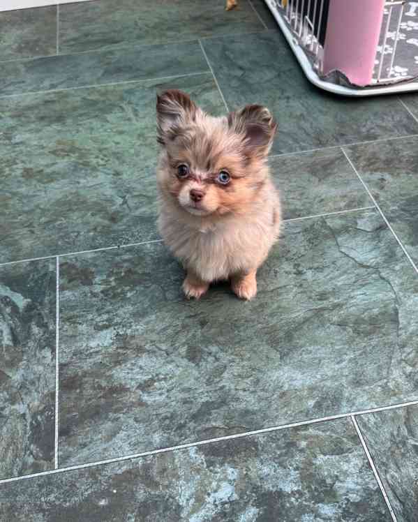 štěňata pomeraniana - foto 4
