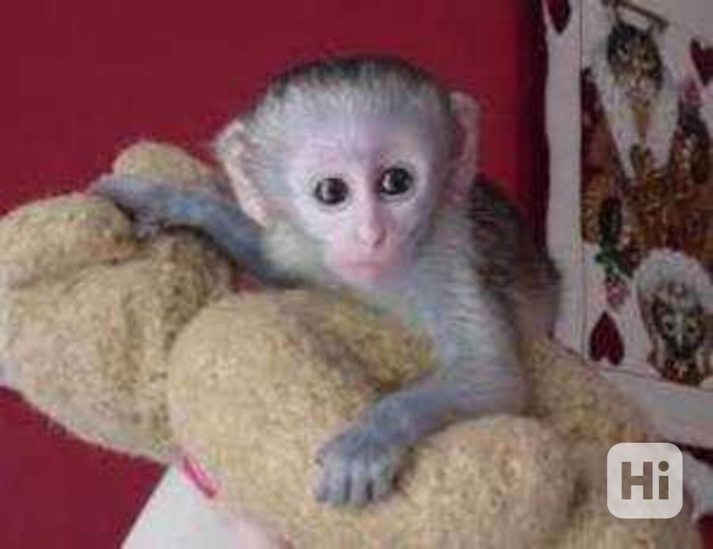 Přátelské kapucínské opice k adopci - foto 1