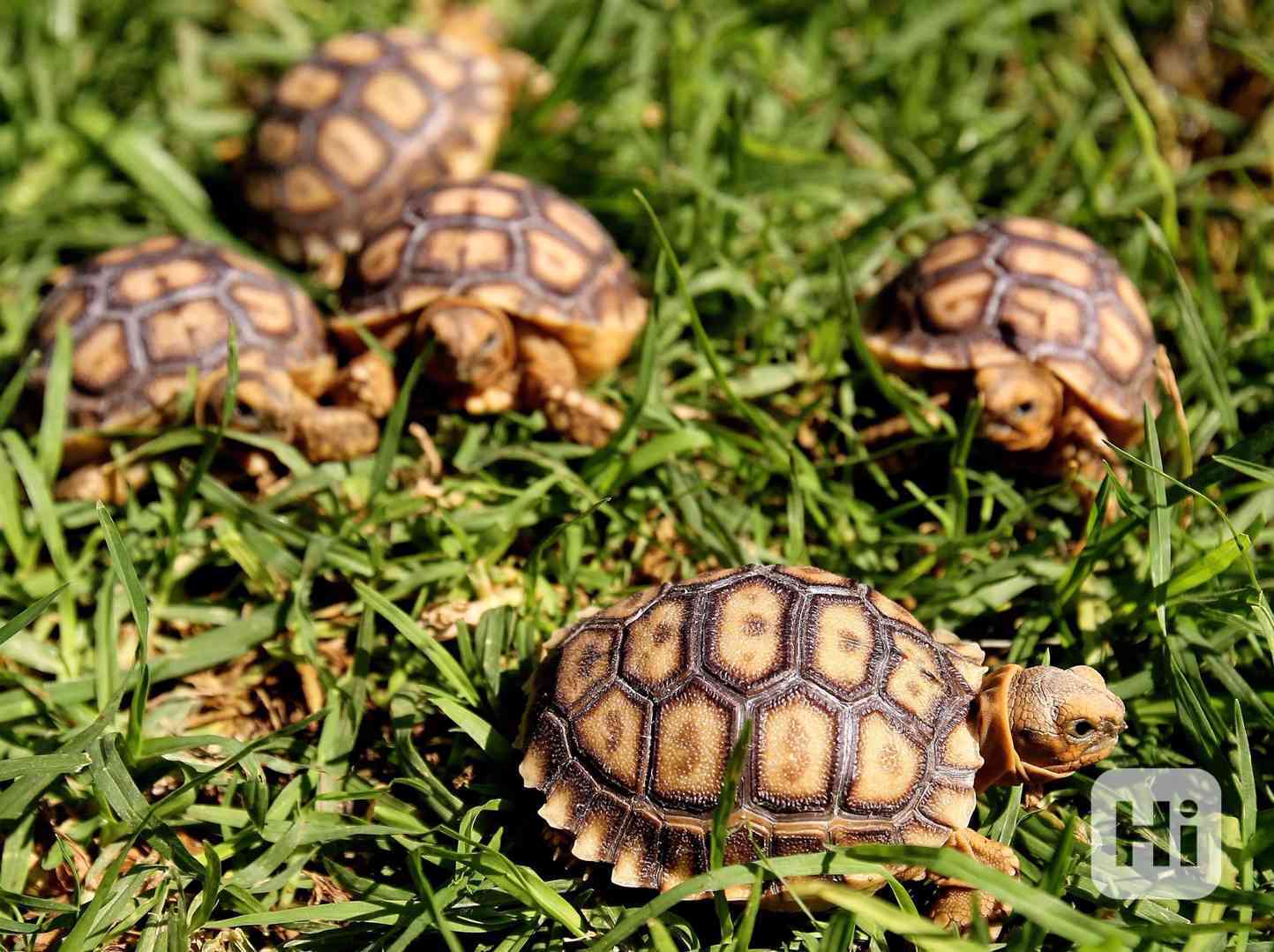 želva ostruhatá Geochelone sulcata - foto 1
