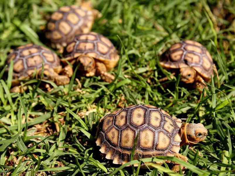 želva ostruhatá Geochelone sulcata - foto 1