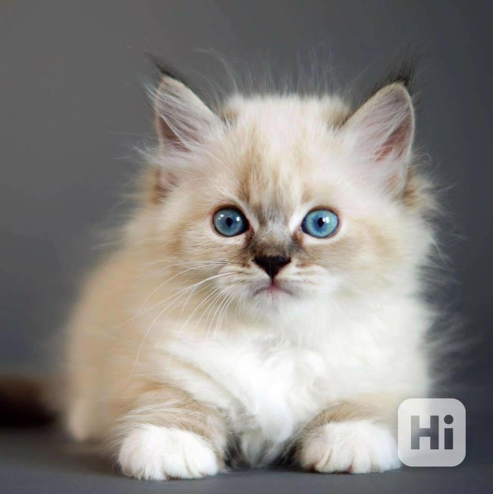 Inteligentní sibiřská koťata - foto 1