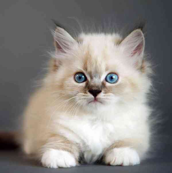 Inteligentní sibiřská koťata - foto 1