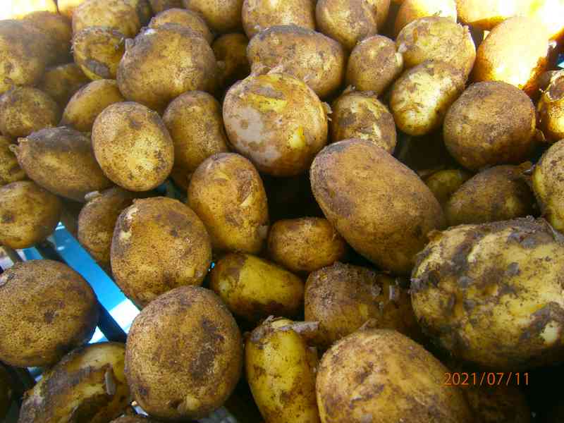 Prodej brambor  na uskladnění
