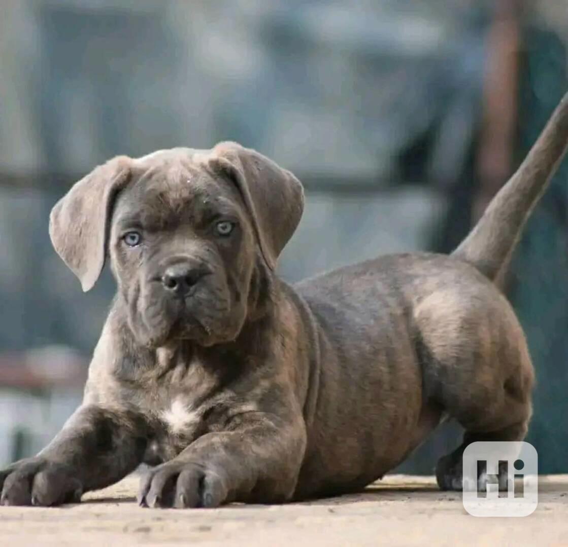 Pes a fenka cane corso s modrýma očima - foto 1