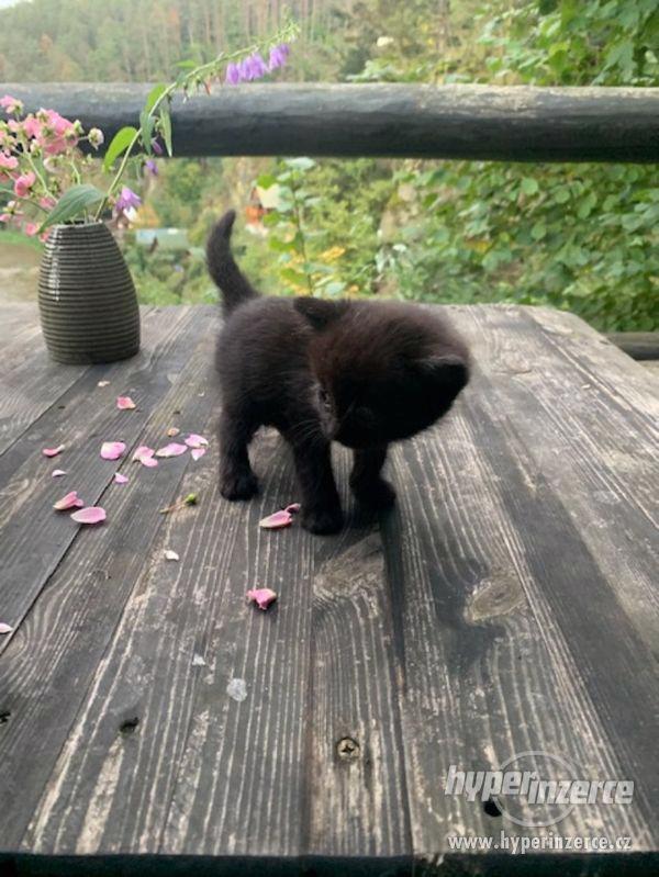 Daruji černá koťátka - foto 2