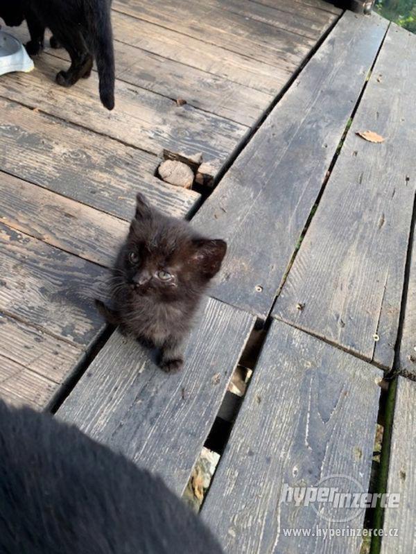 Daruji černá koťátka - foto 5
