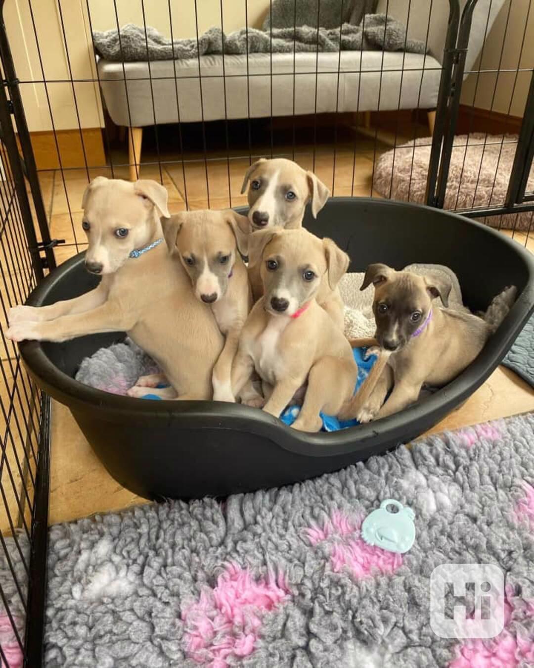 🏡 8týdenní štěňata vipetů hledají trvalý domov! 🐾 - foto 1