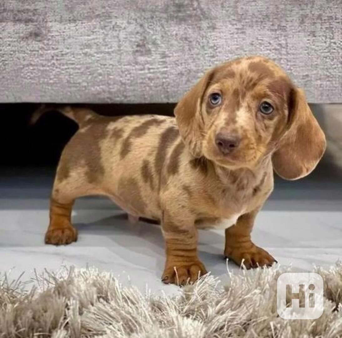 štěňata jezevčíka k adopci - foto 1
