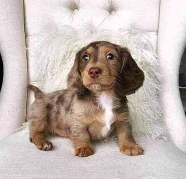 štěňata jezevčíka k adopci - foto 3