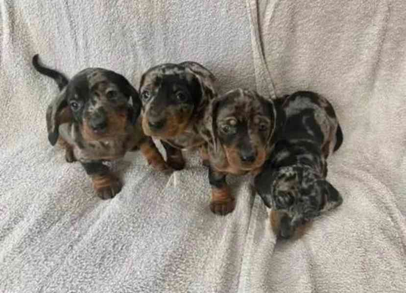 štěňata jezevčíka k adopci - foto 4