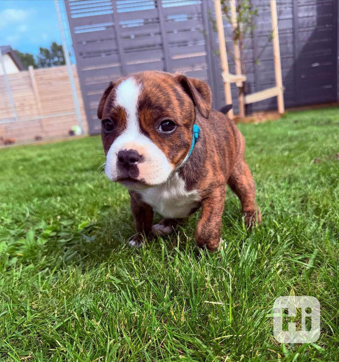 Americký stafordšírský teriér - foto 1