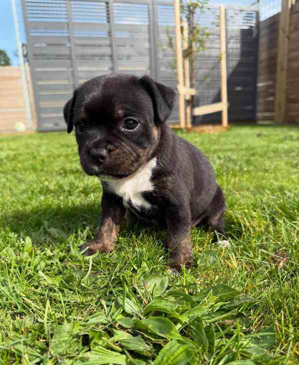 Americký stafordšírský teriér - foto 2