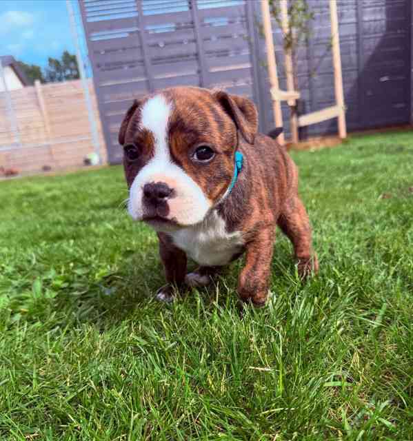 Americký stafordšírský teriér - foto 1