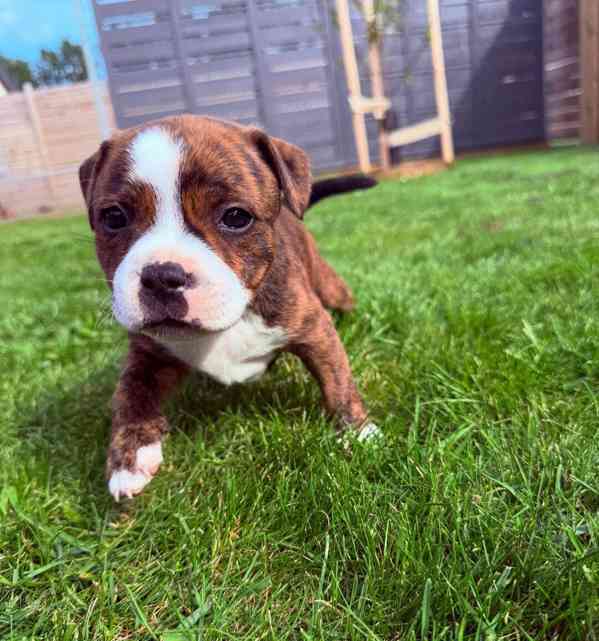 Americký stafordšírský teriér - foto 3