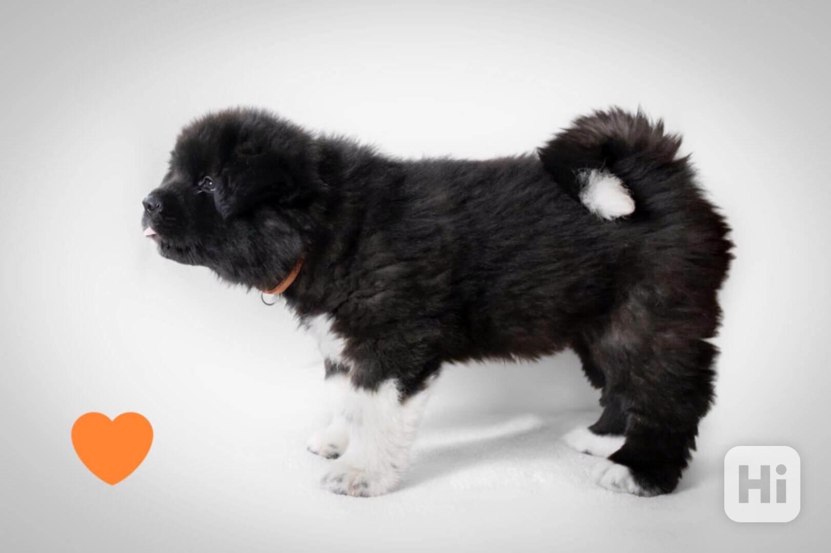 Americká Akita štěňátka s PP prodám  - foto 1