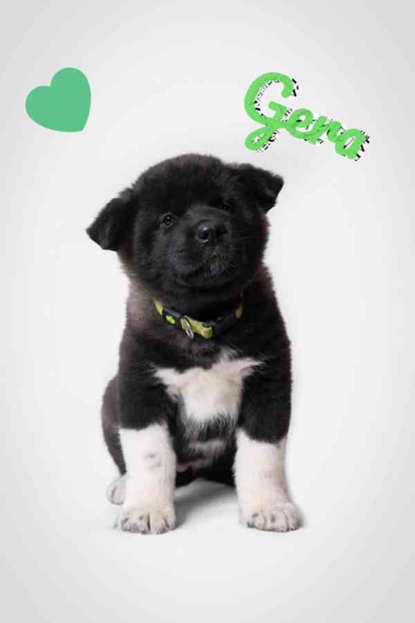 Americká Akita štěňátka s PP prodám  - foto 7