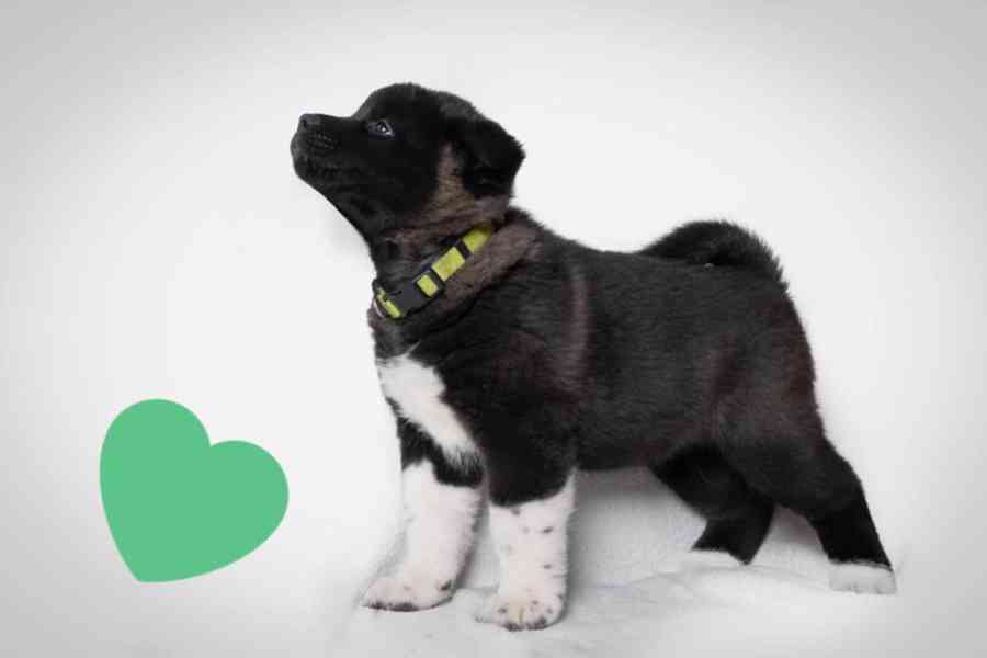 Americká Akita štěňátka s PP prodám  - foto 5