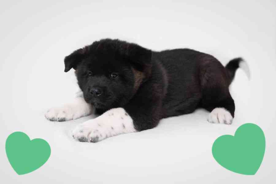 Americká Akita štěňátka s PP prodám  - foto 6