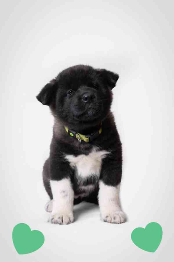 Americká Akita štěňátka s PP prodám  - foto 2