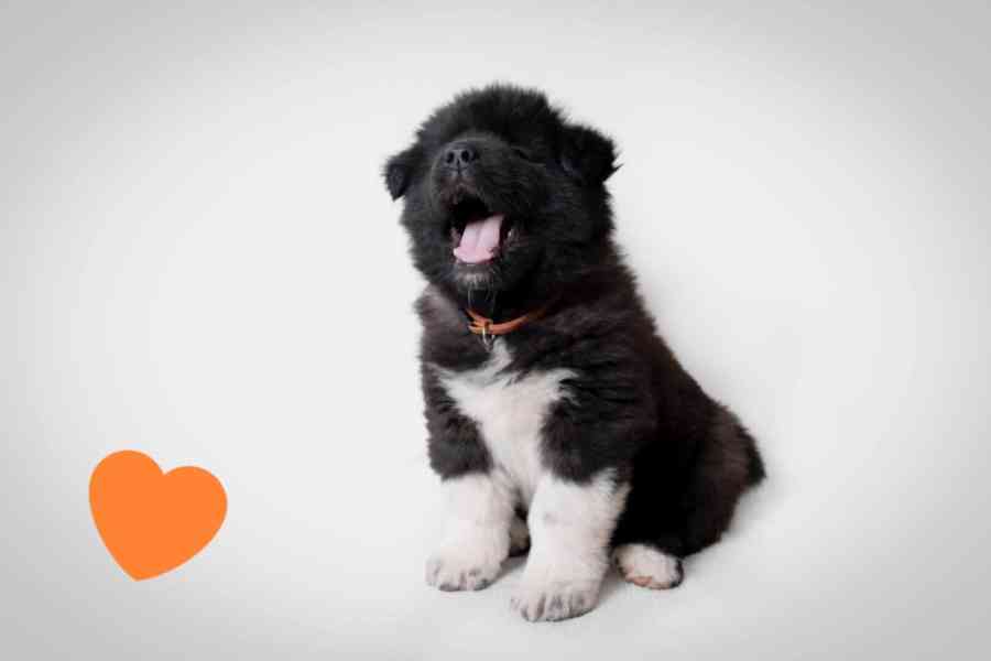 Americká Akita štěňátka s PP prodám  - foto 4