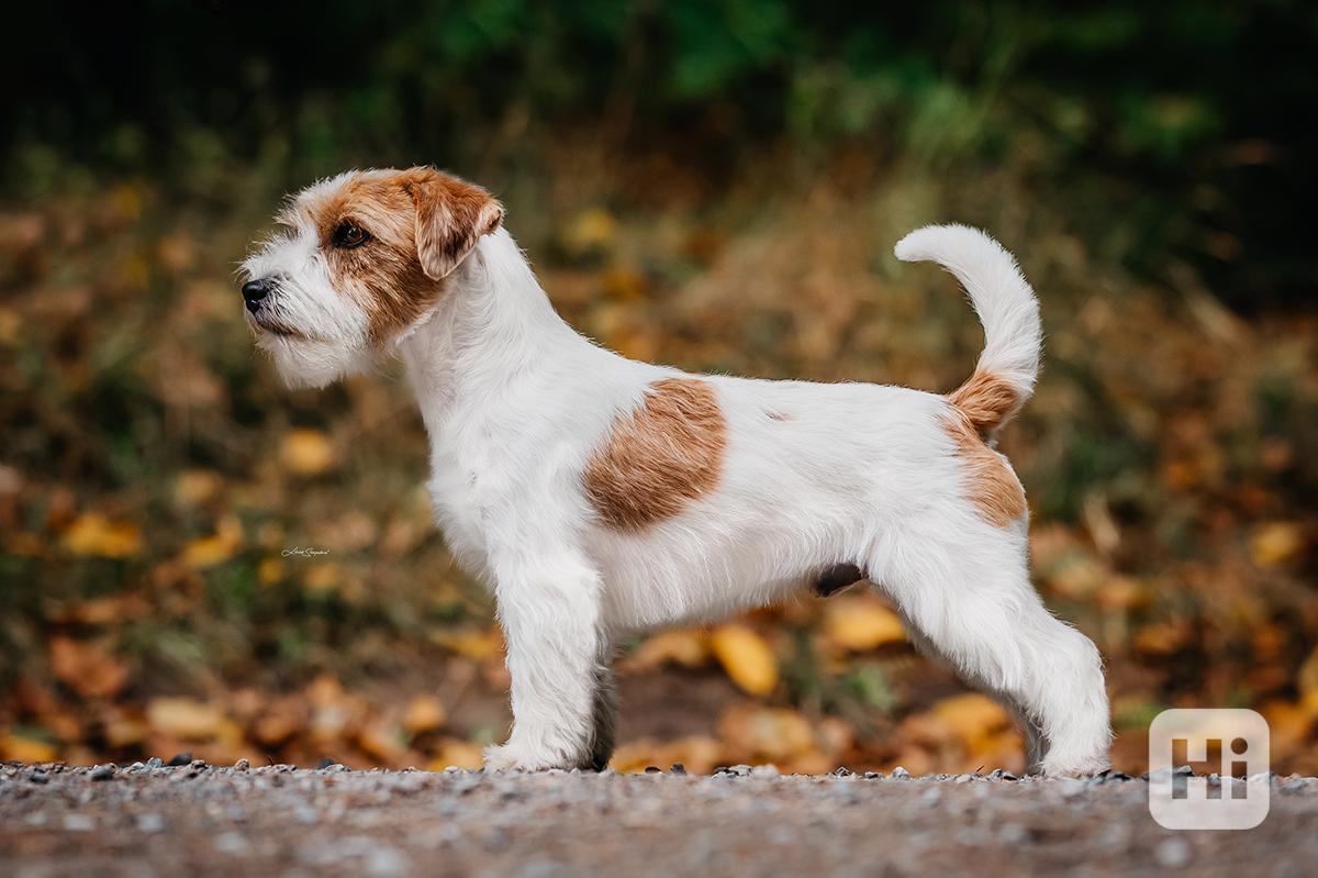 Jack Russell terrier - foto 1