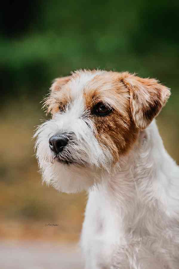 Jack Russell terrier - foto 2