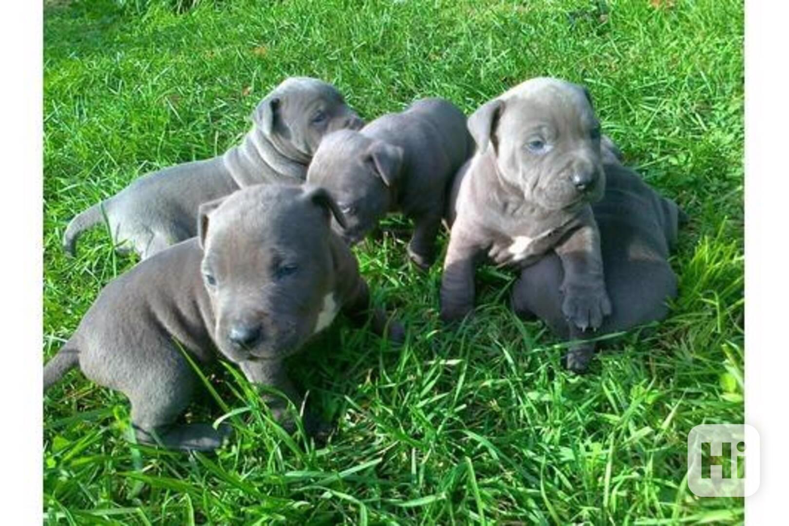 pitbull s pp - foto 1