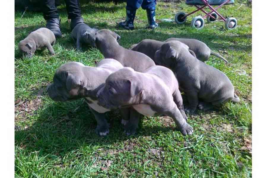pitbull s pp - foto 2