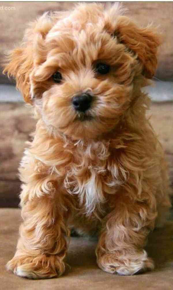 Máme na prodej štěňátka Maltipoo.  - foto 1